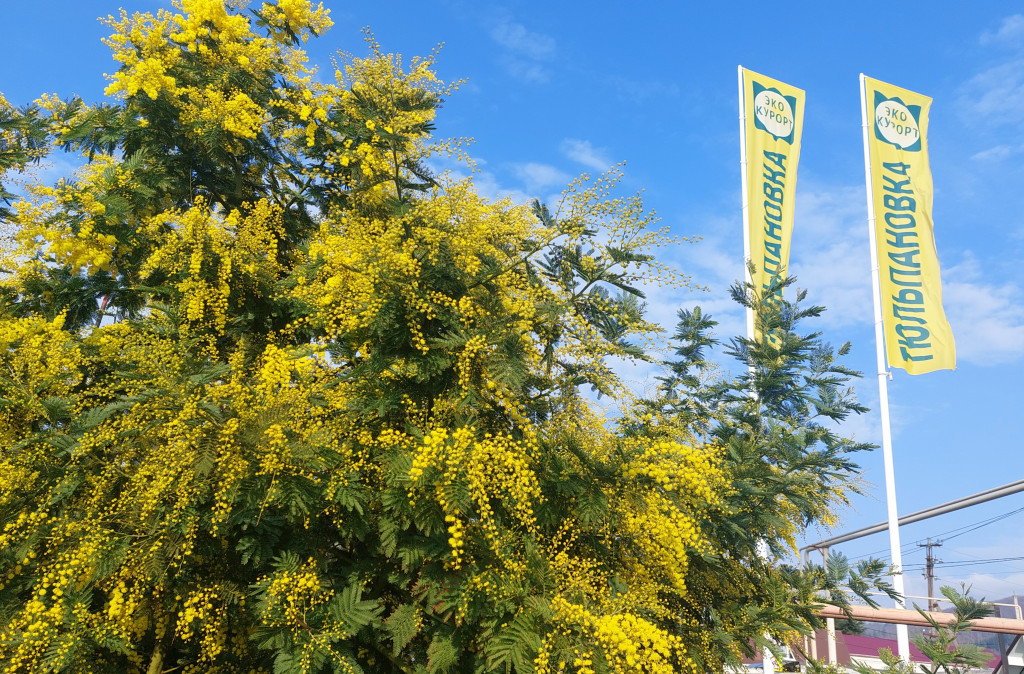 Тюльпановка 10